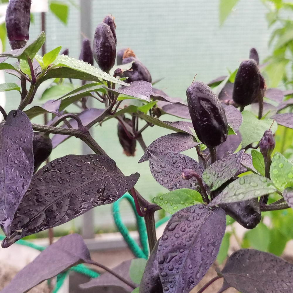 Семена острого перца Black knigh-1