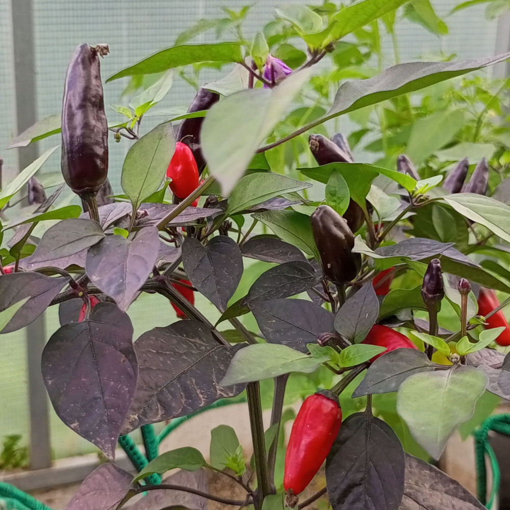 Семена острого перца Black knigh