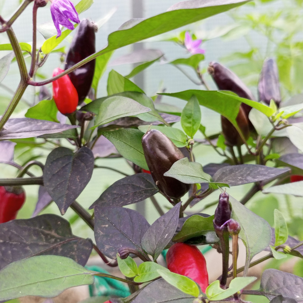 Семена острого перца Black knigh-3