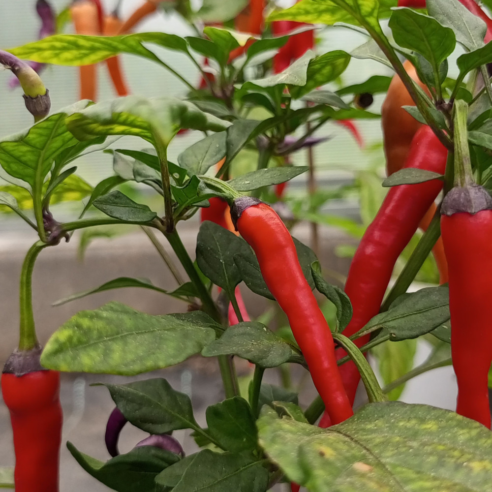 Семена острого перца April Fool's Day