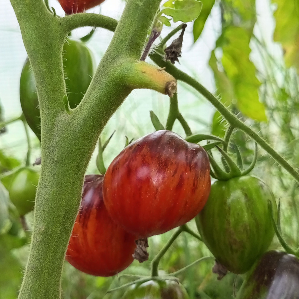 Семена томата Томат Гаргамель-1