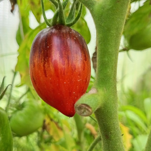 Томат Гаргамель