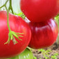 Семена томата Томат KAS -21