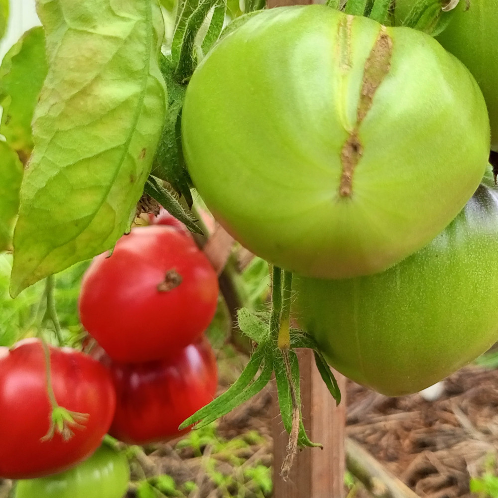 Семена томата Томат KAS -21-2