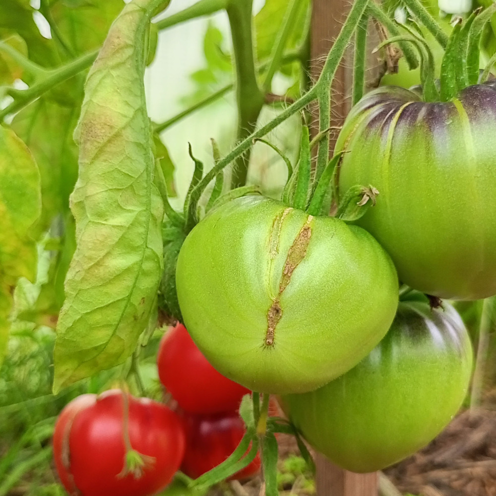 Семена томата Томат KAS -21