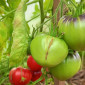 Семена томата Томат KAS -21