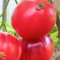 Семена томата Томат KAS -21