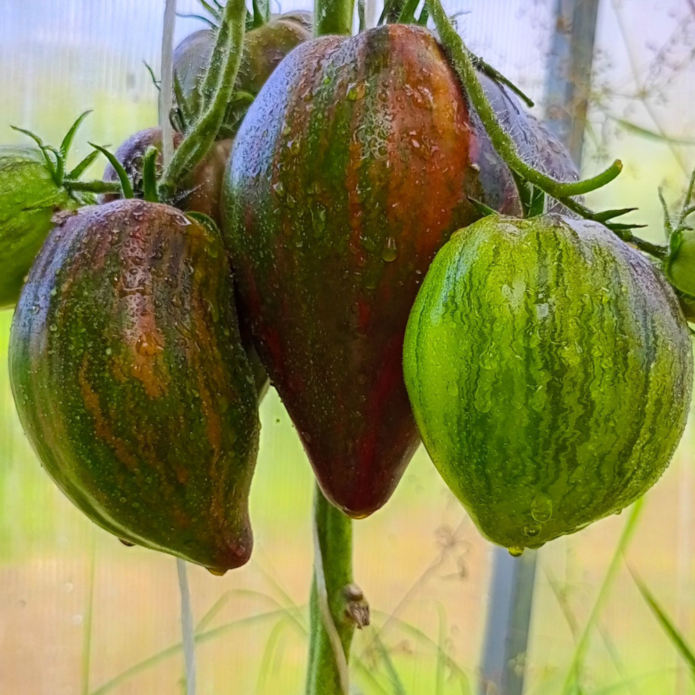 Семена томата Мятежный звездный истребитель-1