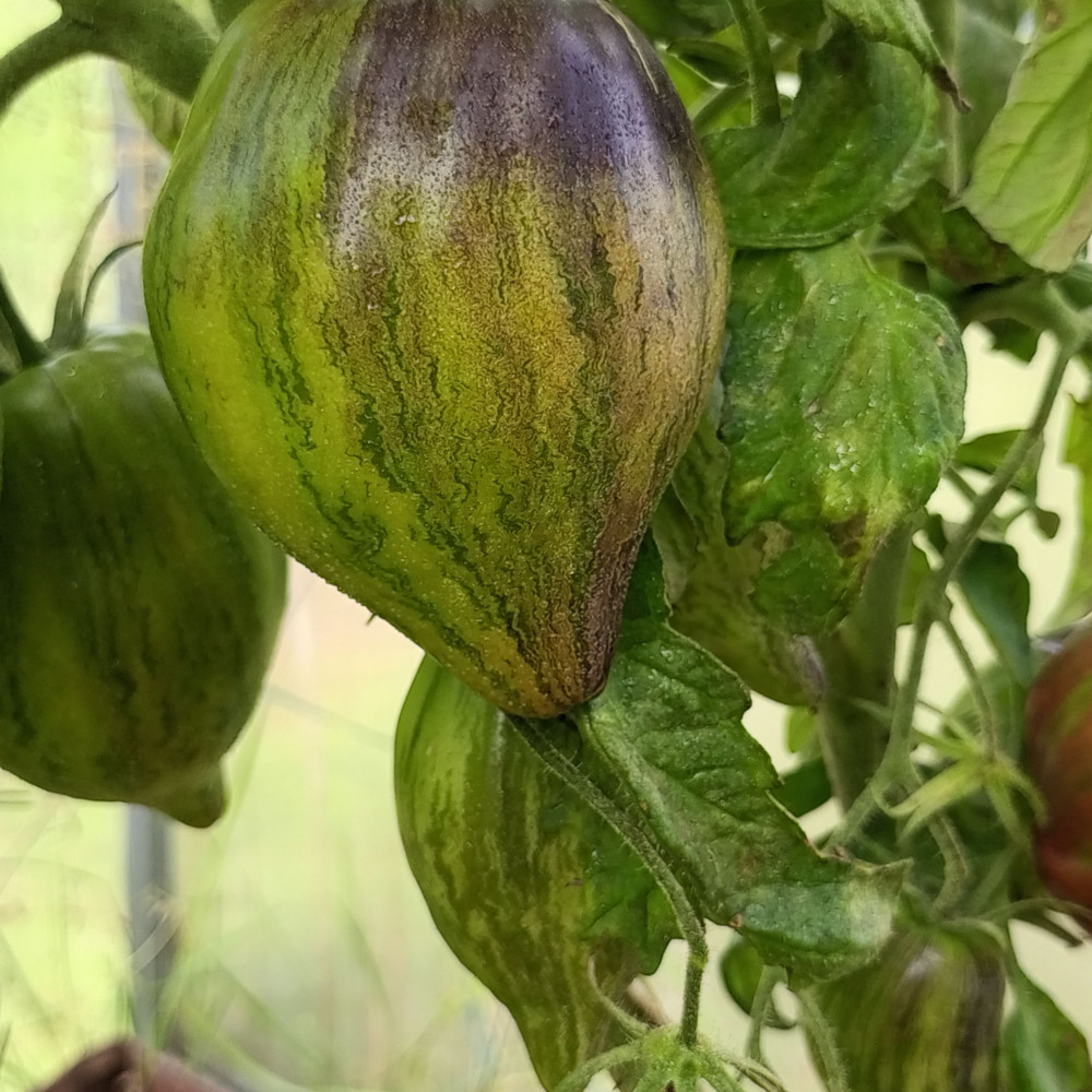 Семена томата Мятежный звездный истребитель-2