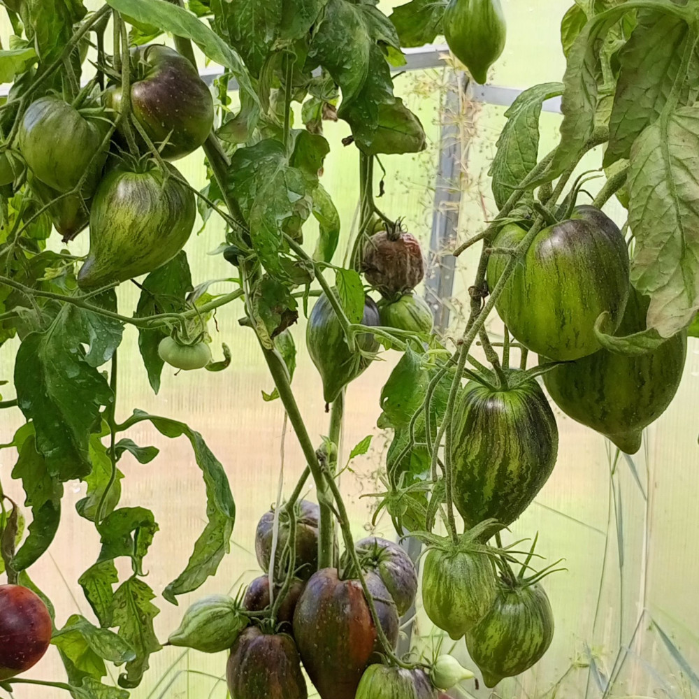 Семена томата Мятежный звездный истребитель-3