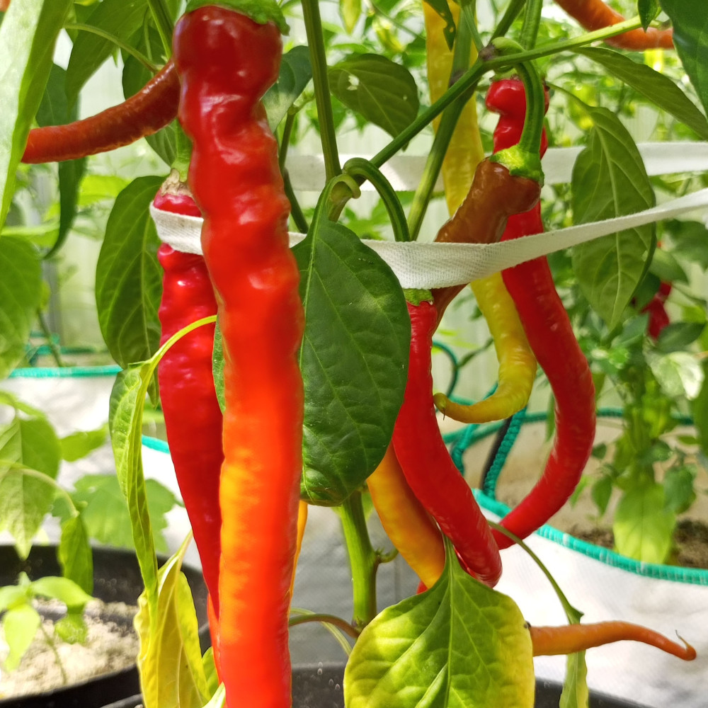 Семена острого перца Spiral red mild-1