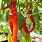 Семена острого перца Spiral red mild