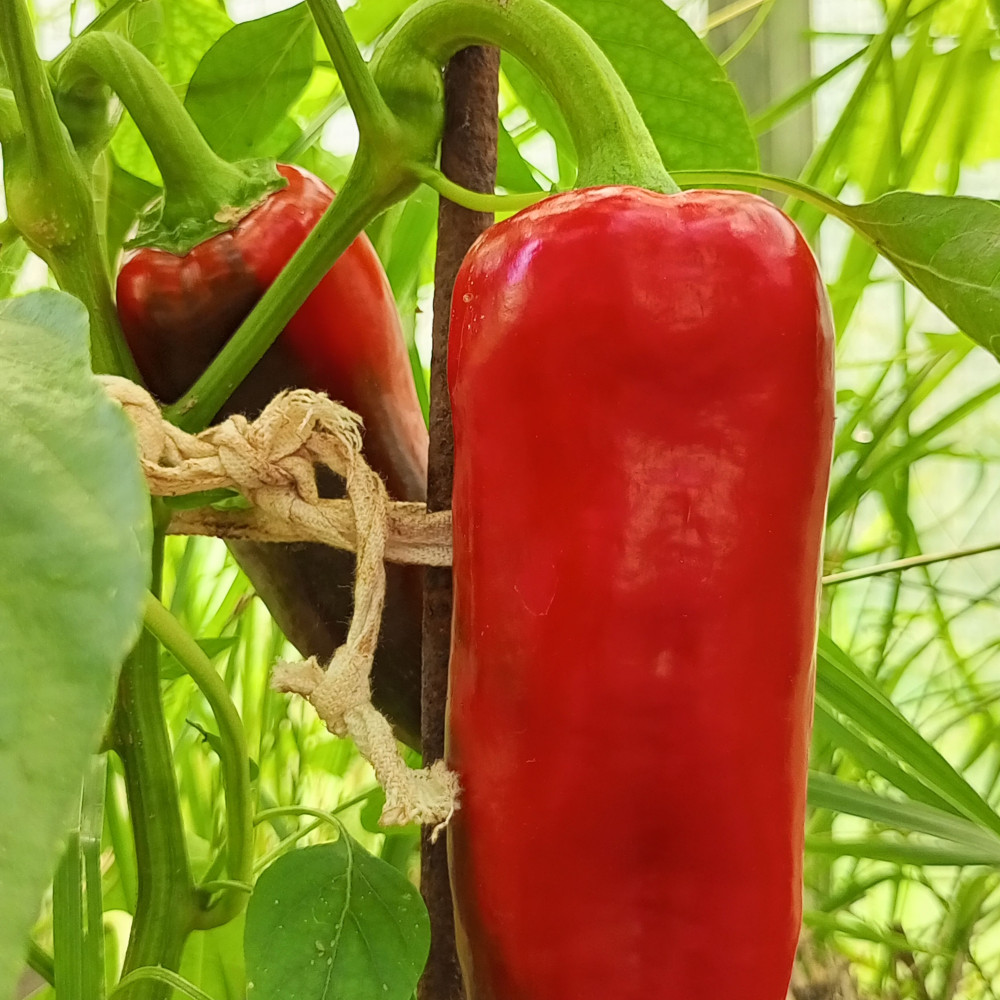 Семена сладкого перца Big Red Bull