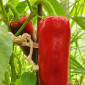 Семена сладкого перца Big Red Bull