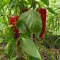 Семена сладкого перца Big Red Bull