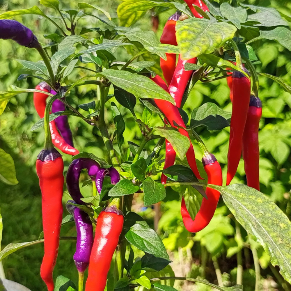 Семена острого перца April Fool's Day-2