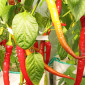 Семена острого перца Spiral red mild