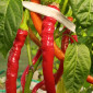 Семена острого перца Spiral red mild