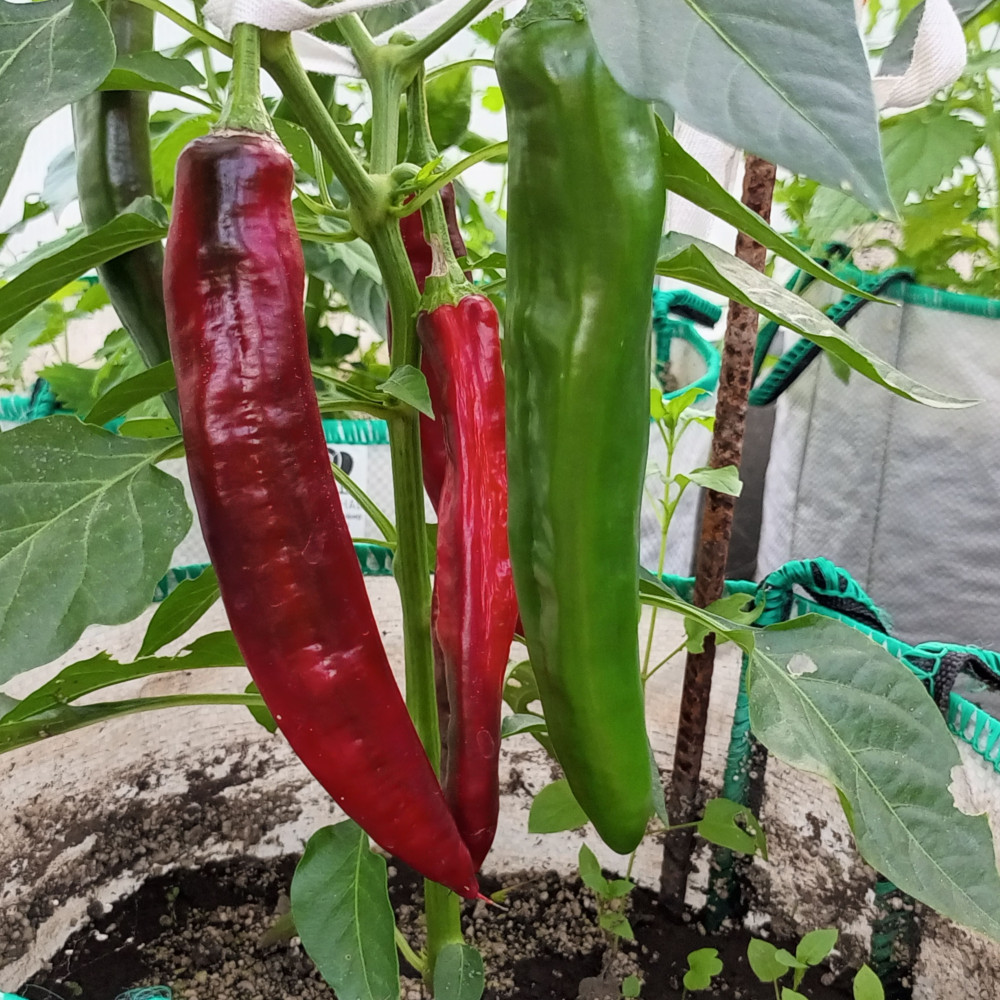 Семена острого перца Anaheim-1