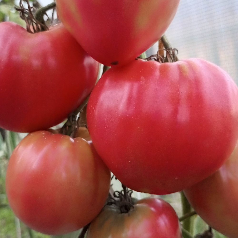 Семена томата Батяня-1