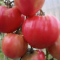 Семена томата Батяня