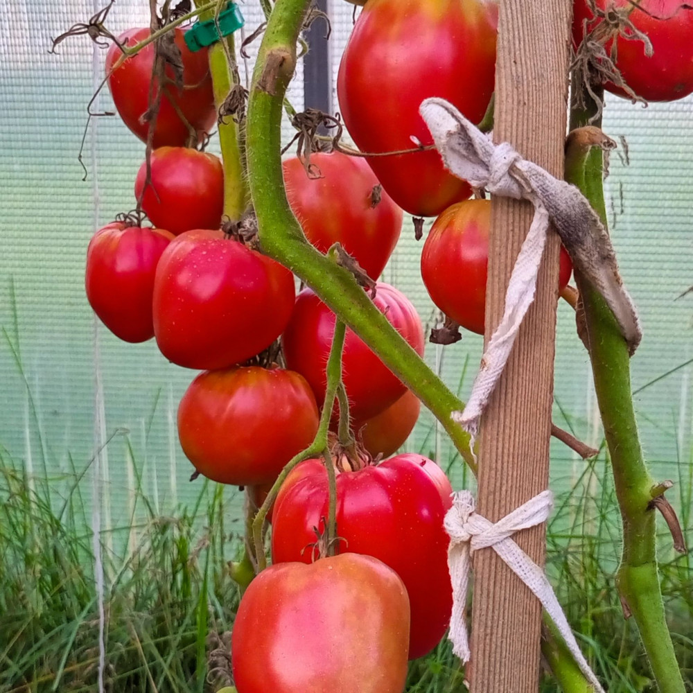 Семена томата Батяня-2