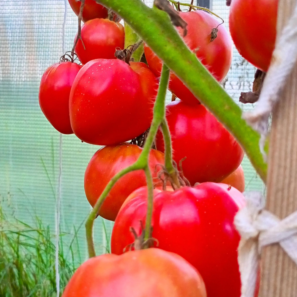 Семена томата Батяня-3