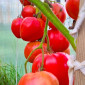 Семена томата Батяня