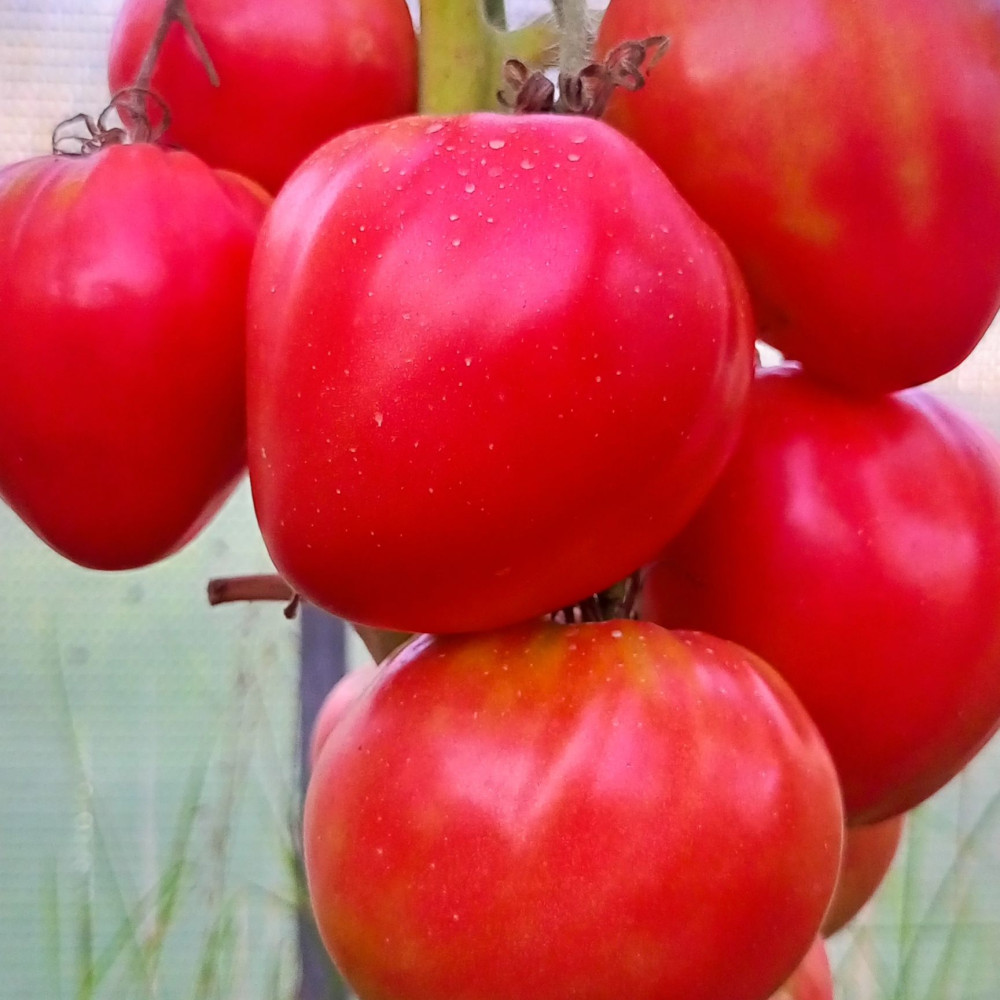 Семена томата Батяня