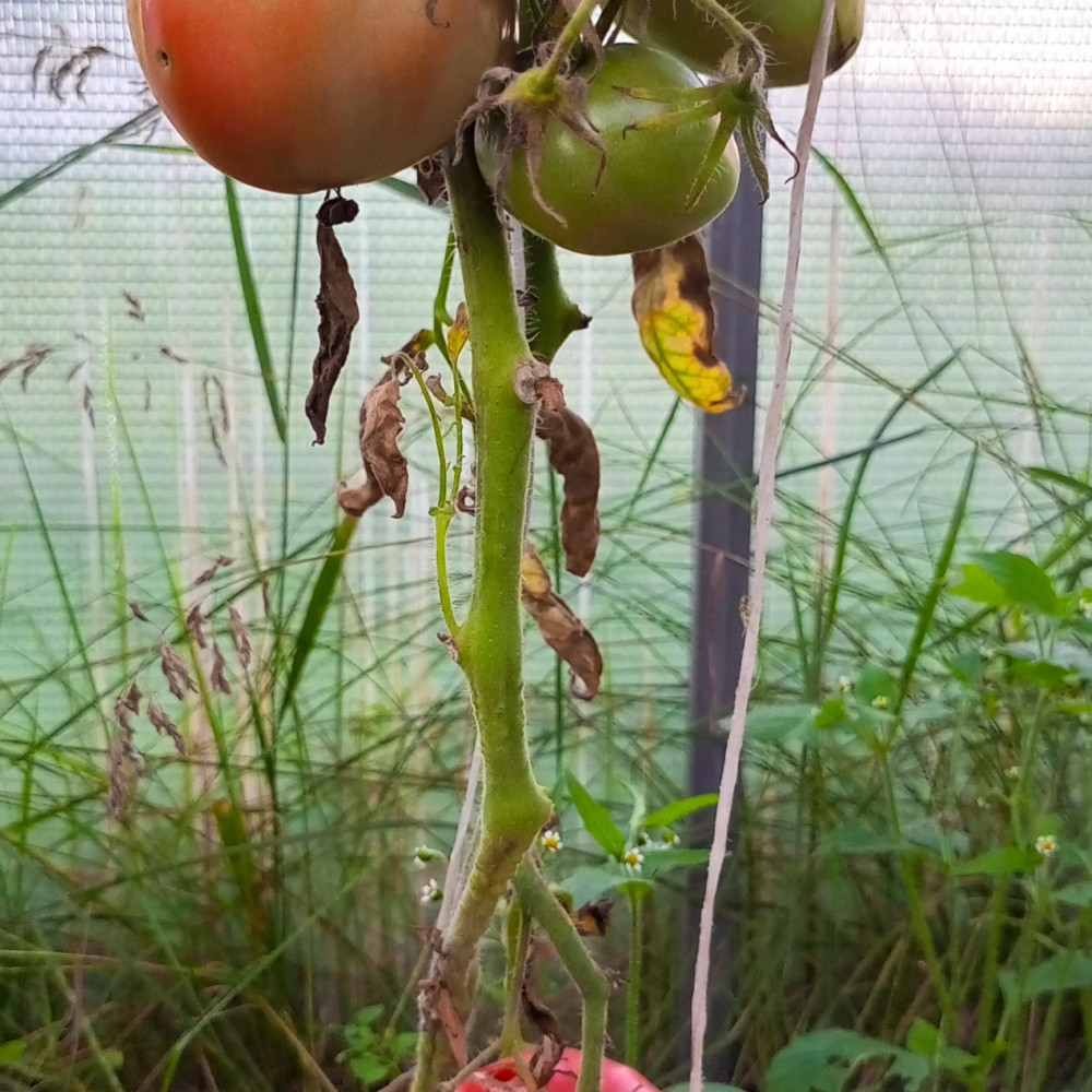 Семена томата Сердце Сибири-2