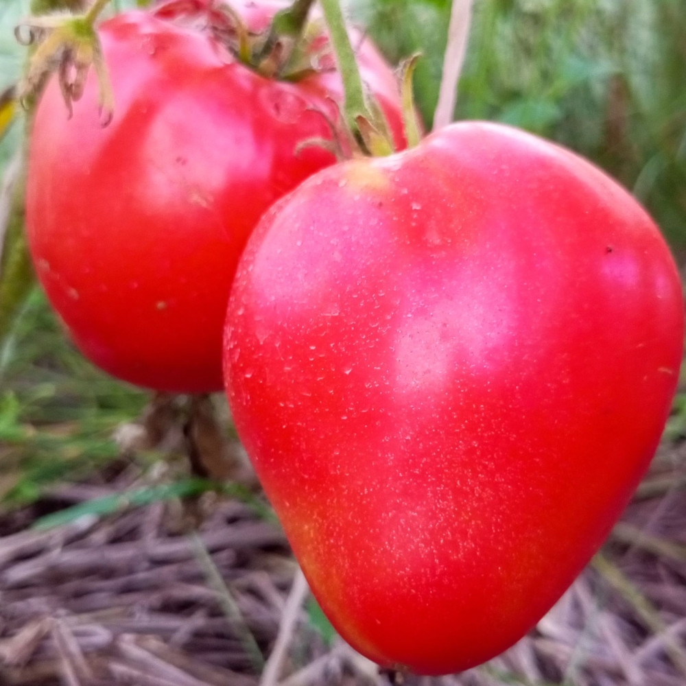 Семена томата Сердце Сибири-3