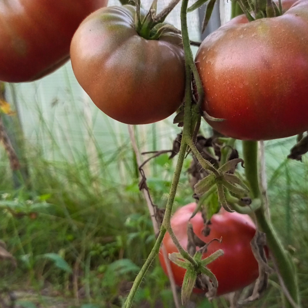 Семена томата Углерод