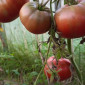 Семена томата Углерод