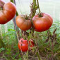 Семена томата Углерод