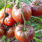 Семена томата Варшава