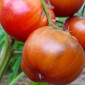Семена томата Варшава