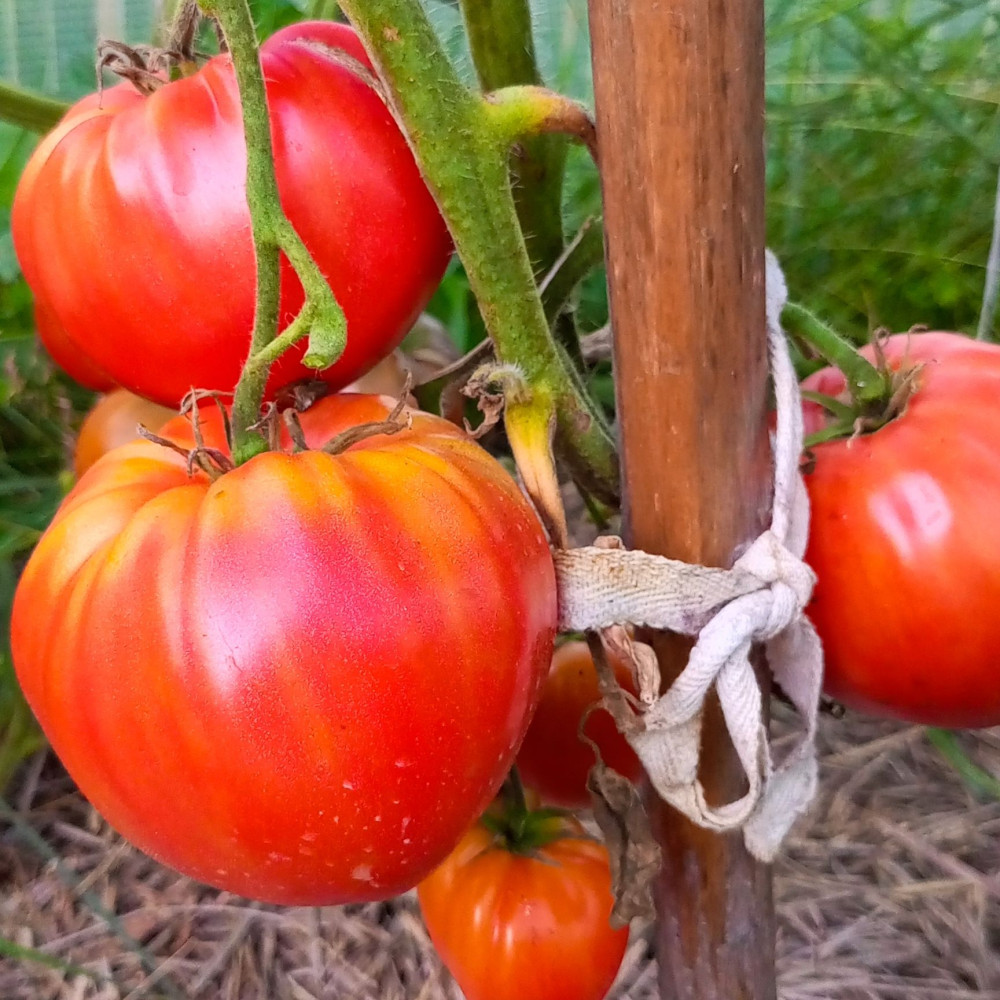 Семена томата Русалка-2