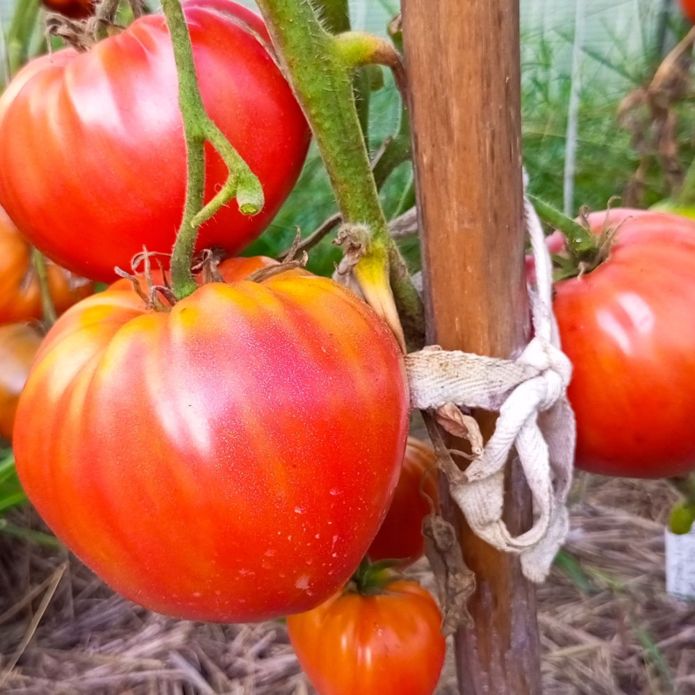 Семена томата Русалка-3