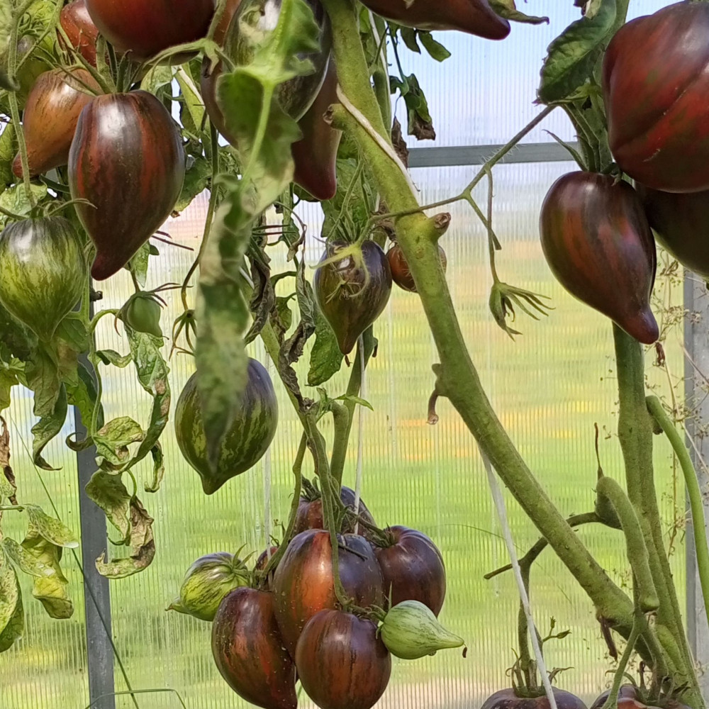 Семена томата Мятежный звездный истребитель