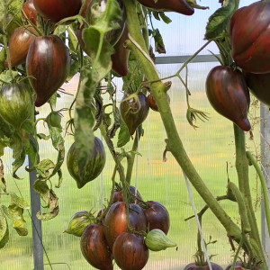 Мятежный звездный истребитель