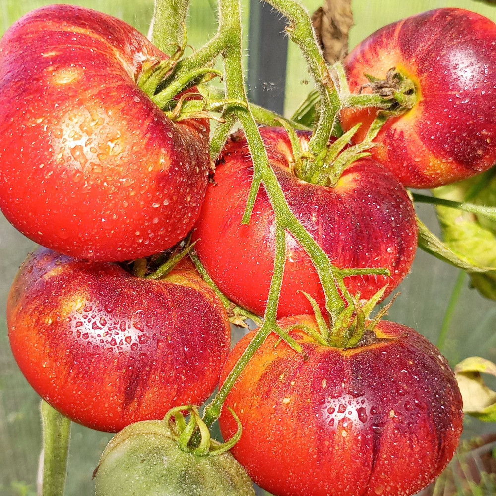 Семена томата Сибирский тигр