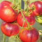 Семена томата Сибирский тигр