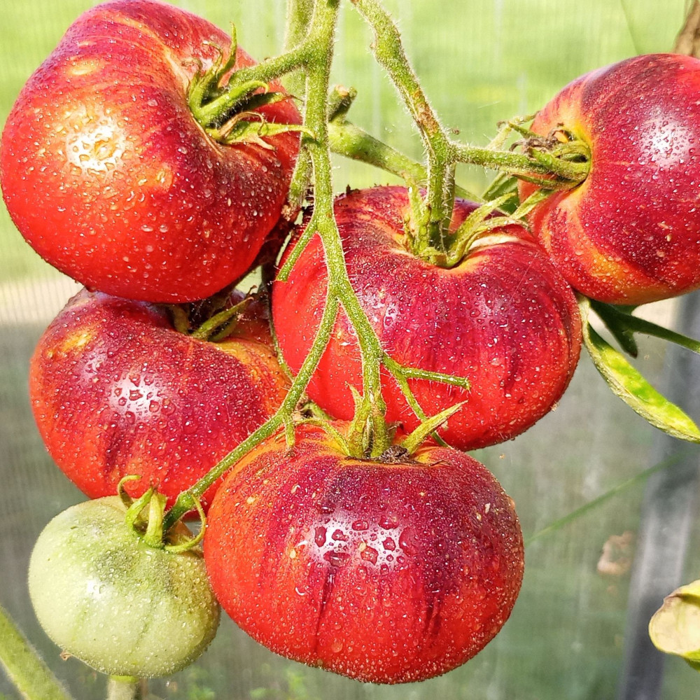 Семена томата Сибирский тигр-1