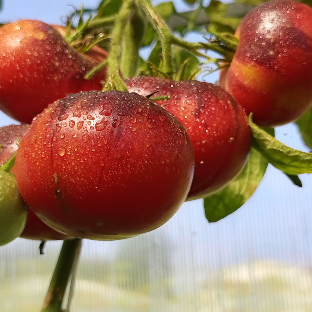 Семена томата Сибирский тигр-2