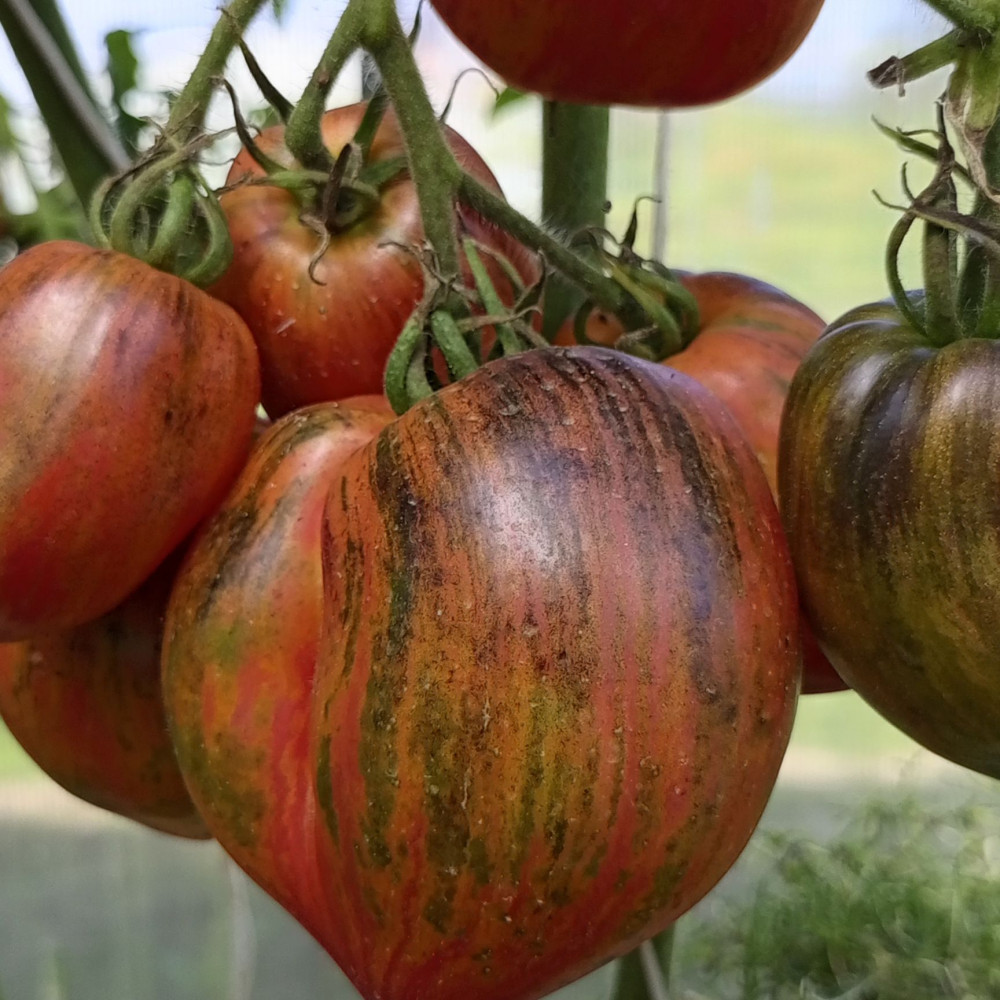 Семена томата Дробленое сердце-1