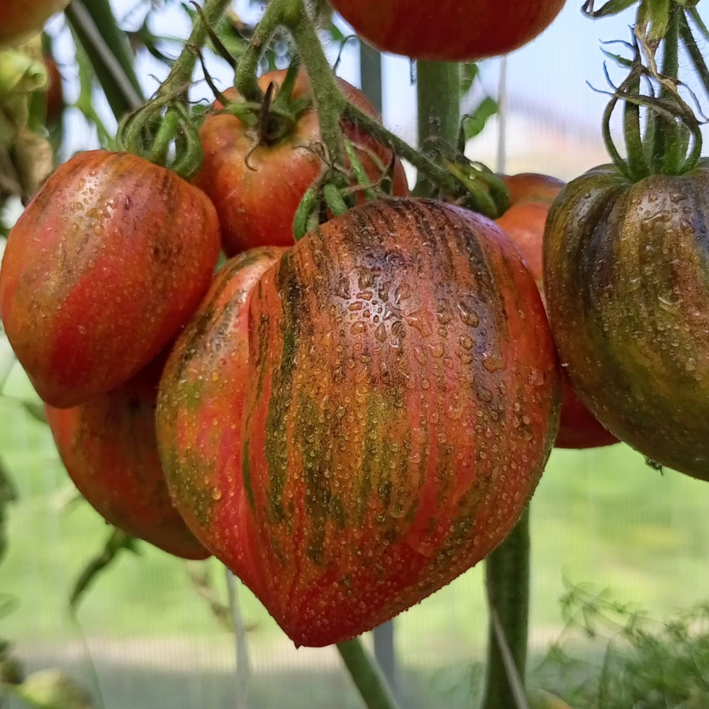 Семена томата Дробленое сердце