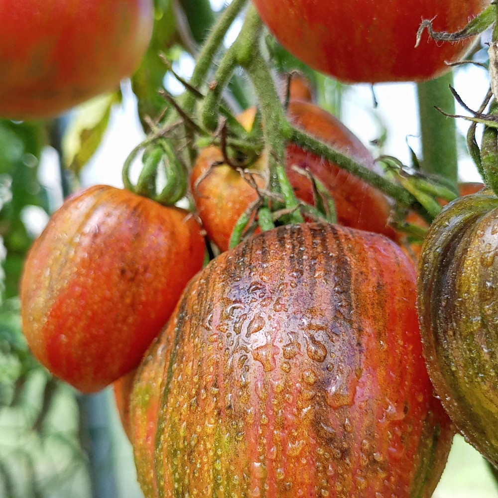 Семена томата Дробленое сердце-2