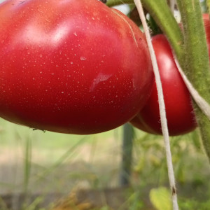 Канадское наследие