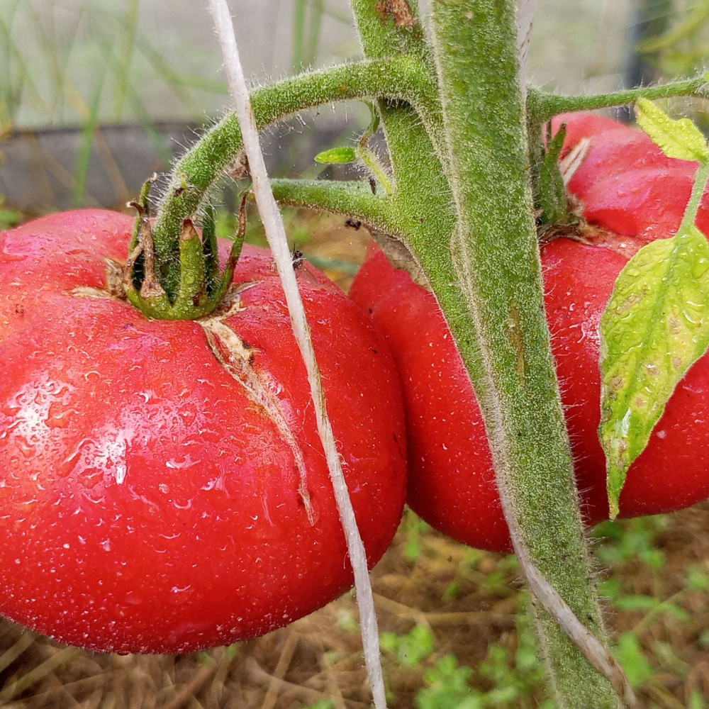 Семена томата Канадское наследие-1