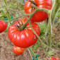 Семена томата Сердце Италии